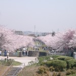 鶴牧第二公園からみた奈良原公園（富士見通り）の桜
