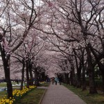 富士見通り（奈良原公園）の桜です